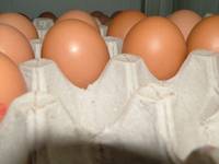 oeufs 